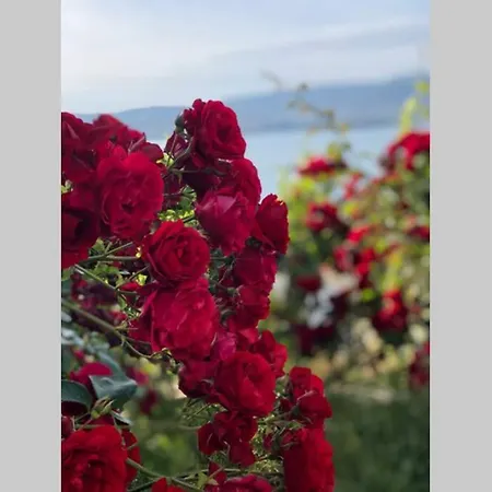 Athina ,pronamic Seaview And Cosy Garden Muğla